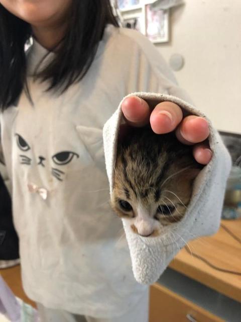 パジャマの袖口から子猫が出てきた…衝撃の写真にびっくり！　「魔術師？」「猫が生えてきた」　