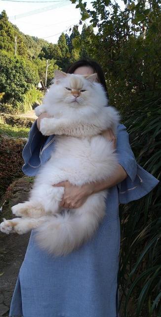 巨大猫さんの抱っこ姿に世界がキュン！！「でっかくて可愛い」「抱き心地を想像して楽しんでいます」