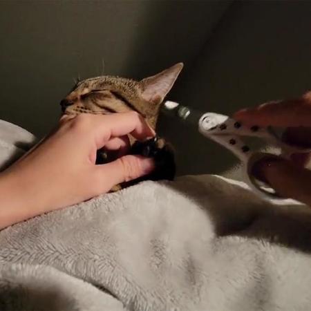 「子猫の爪の切り方」。指吸いに夢中の子猫さんに、爪切りハサミを近づけて…（画像提供／しぴ(ソマリ）と、おこめ(キジトラ)の記録ᓚᘏᗢさん、Twitterよりキャプチャ撮影）