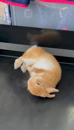 うさぎパン、まず右側焼いて…　画像提供／バニちゃとばにへのママさん