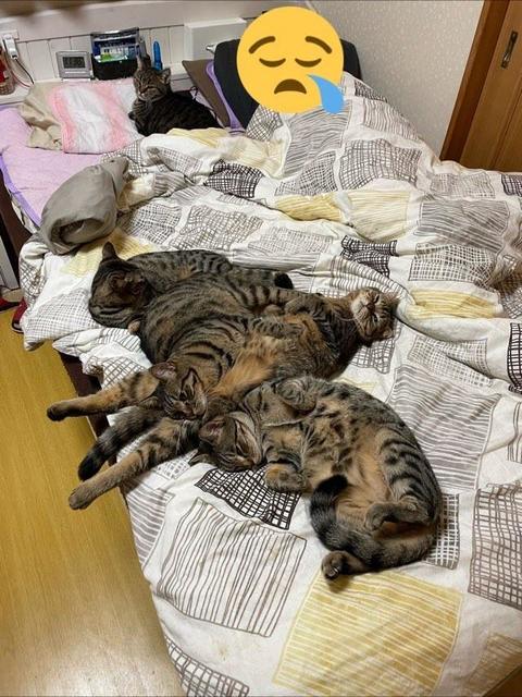 「寝場所がない！」飼い主嘆きのツイート　ベッドを占拠していたのは…「キジトラ天国」「埋もれたい」