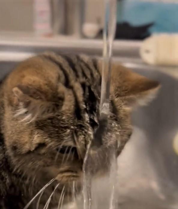 水に打たれる子猫のチョパえもんくん。まさに“滝行”スタイルに（飼い主さん提供、Twitterよりキャプチャ撮影）