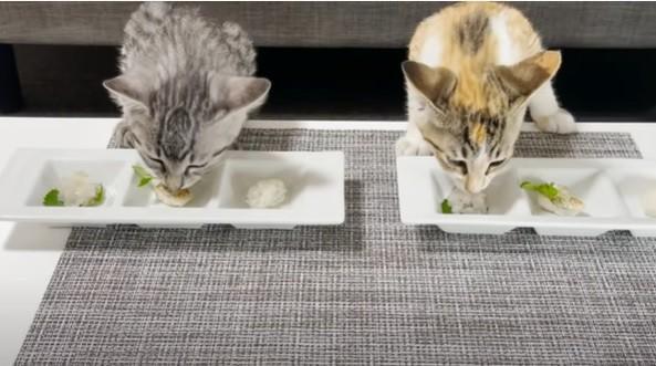 元料理人が作った「釣った魚でフルコース」を食す子猫の反応が話題…「この家の猫になりたい」