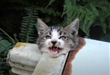 洗濯機の排水用ホースを通す穴に挟まっていた子猫（プロアニマルレスキュー隊の浦川さん提供、YouTubeよりキャプチャ撮影）