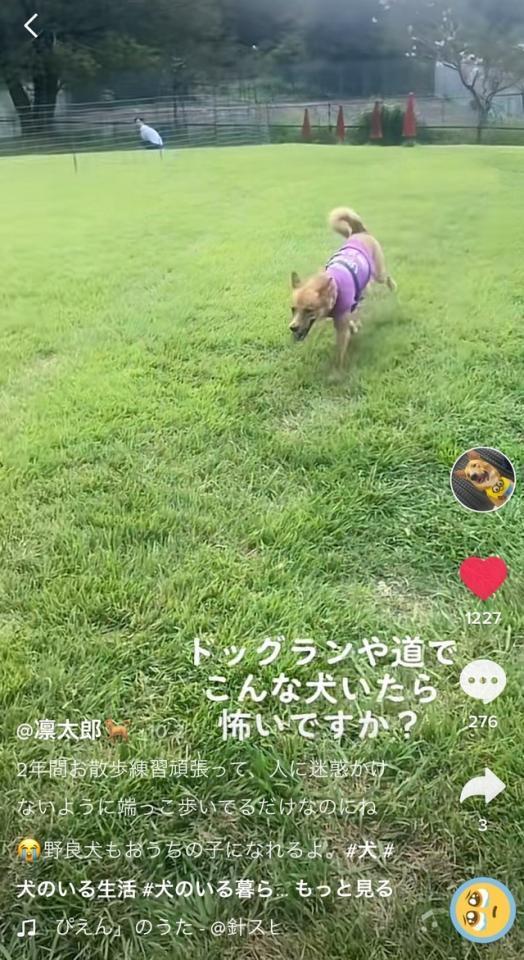 ドッグランで楽しそうに走る犬…幸せそうに見えませんか？（TikTokからスクショ）