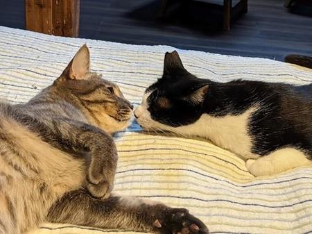 バラバラに保護された猫たちが仲良く暮らしている