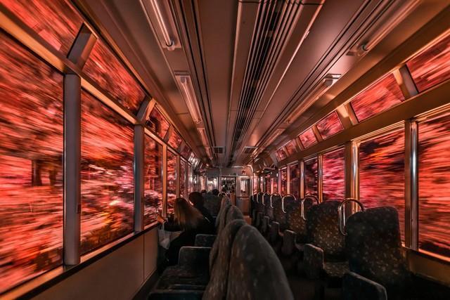 「全日本人に見てほしい」大学院生が叡山電鉄の美しすぎる紅葉ライトアップを激写、真っ赤な紅葉が燃え盛る一枚
