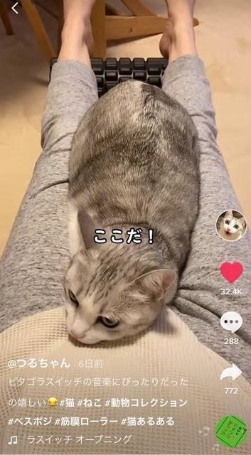 飼い主さんの足元でベスポジ探してうろうろ…最後はまるでピタゴラ装置な猫さんが話題！「ハマった瞬間声が出た」「べスポジスイッチ♪」