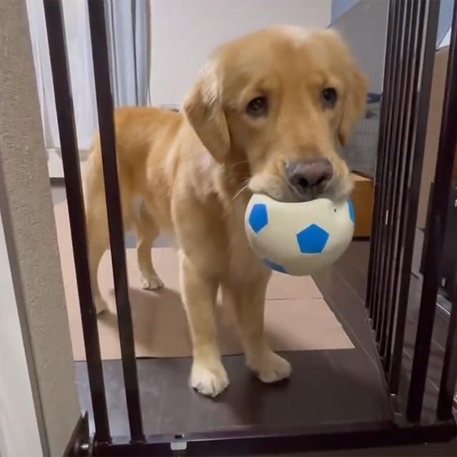 立入禁止のキッチンに「あ、ボールを落としちゃった！？」…拾うフリをして侵入する犬さんが話題「天才ですね」
