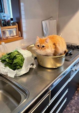 鍋に入り込む猫ちゃんが「鍋にされちゃう～！」などとTwitter上で話題になった（提供写真）