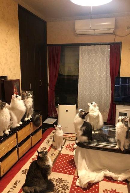 「な！なにかいるの!?」　丑三つ時、一斉に天井を見上げた猫たちにドッキリ　視線の先には…何が？