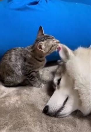 ハスキー犬の耳をペロペロなめる子猫がTwitter上で話題に（かもしかさん提供、Twitterよりキャプチャ撮影）