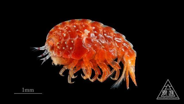 今回発見され新種認定された「チゴケスベヨコエビ」（Takuya Morihisaさん提供）