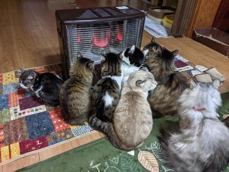 ストーブの前で集う猫ちゃんたちがTwitter上で話題を集めた（提供写真）