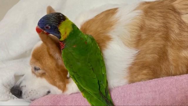 「よし、イケる！」大胆不敵に犬の耳をかじるインコ　その陽気さで老犬介護の静かな日々を明るく変える