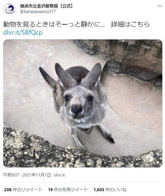 「そーっと静かに見て」動物園がカンガルーと仲良くなれる“秘密”を伝授「ペットじゃない。野生の生き方尊重して」