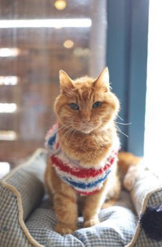 2020年11月下旬、高齢で腎臓の弱っていた“オーナー猫”の愛猫サヴォンくん（提供写真）