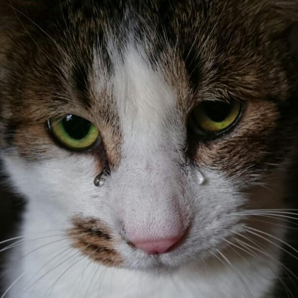 針金を巻かれ、首の動脈が切れる寸前だった猫…保護した飼い主に「ありがとう」の涙を流す