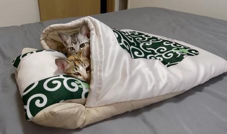 ベッドの上に敷いた布団に入る子猫たちが「可愛すぎる」とTwitter上で話題になった（提供写真）