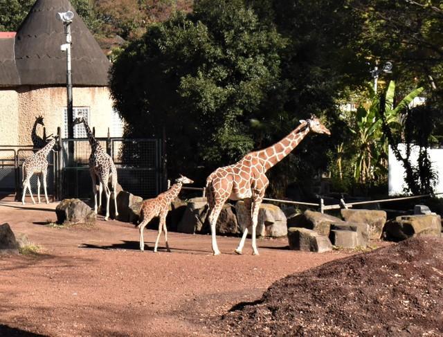 多摩動物公園「『キリンの赤ちゃんがお母さんの後ろについて歩いているよ！』と言いたいところですが・・・」（多摩動物公園提供）