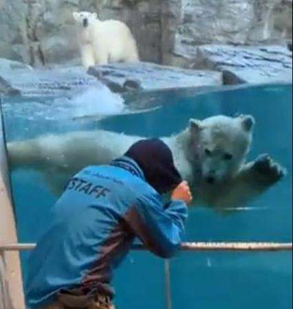 「遊んで～」もうすぐ1歳のホッキョクグマに飼育員が猛アピール　転んで肋骨痛めるハプニングも