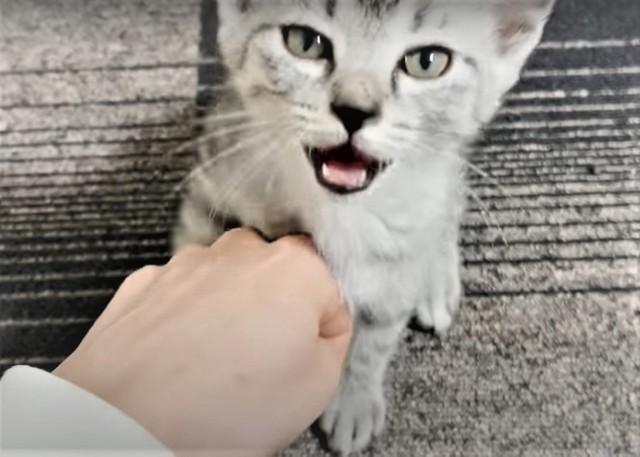 しゃぶりたいのに指がない「グーやめて！」大きな声で怒る子猫にキュン〓　「私の指もよかったらどうぞ」