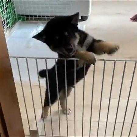 全身で嬉しさを伝える「つきひこ」くん　画像提供／柴犬おてんとうまる&つきひこさん