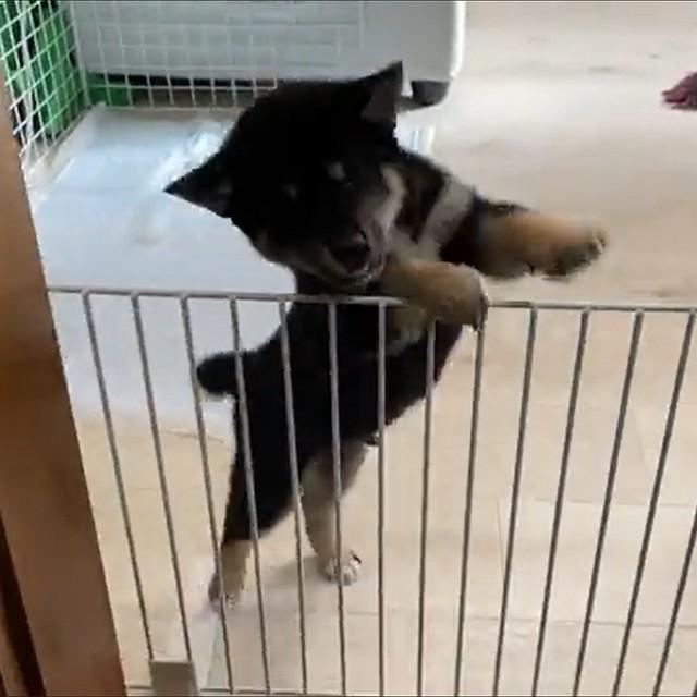 フェンス越しに踊る柴犬の子犬ダンスが可愛すぎる「狂喜乱舞ですね」「あまりにも可愛くてずっと見てられる…」