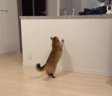 えいっ　画像提供／ホタテ@ソマリさん