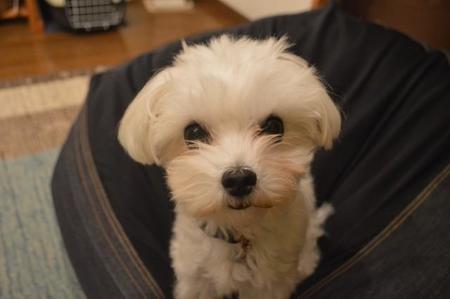 昨年の大みそかに新しい家族ができたゆきーるちゃん