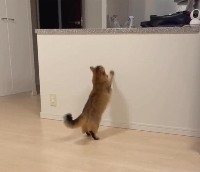 えいっ　画像提供／ホタテ@ソマリさん