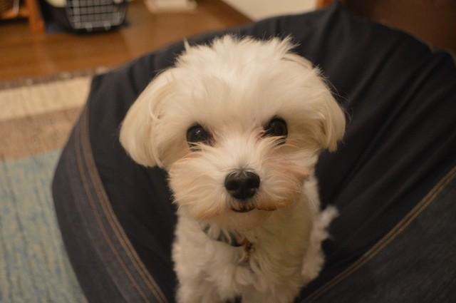 昨年の大みそかに新しい家族ができたゆきーるちゃん