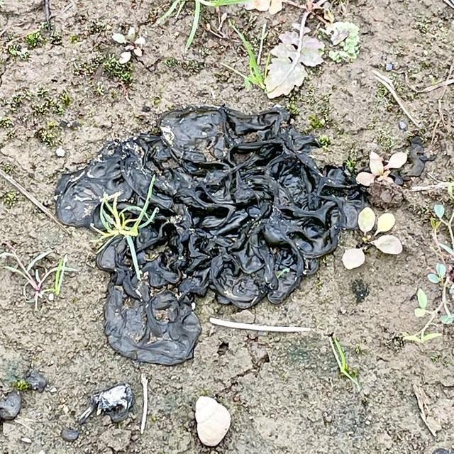 校庭隅の黒いぶよぶよはスーパーフードだった！抗がん、コレステロール抑制効果も…気になる味は？研究者に聞いた