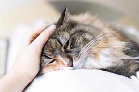 猫ちゃんが心を開くと、病気も発見しやすくなります（Kristina Blokhin/stock.adobe.com）