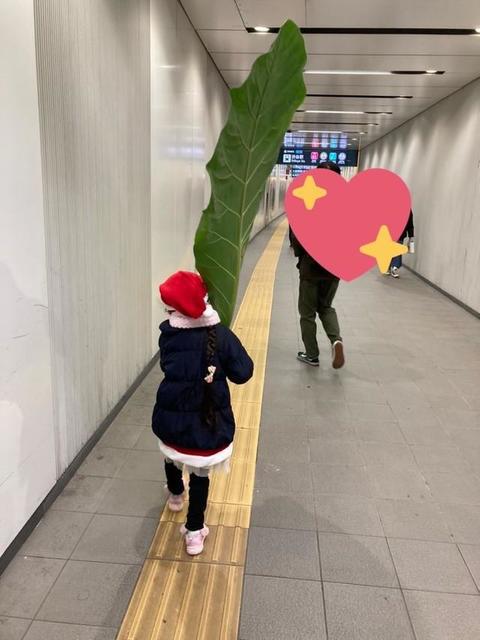 サンタさんに「世界で一番大きい葉っぱ」をリクエストした6歳の女の子　年内で閉まる小さな植物園が最後の大仕事！