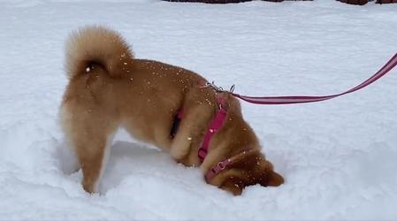 お耳までズボォーッ！！！（動画からキャプチャー／提供：柴犬ゆきちゃん）