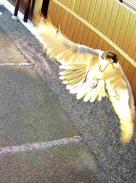 ミミズをくわえたままキメ顔… 防犯カメラに写った鳥のレアショットが話題に