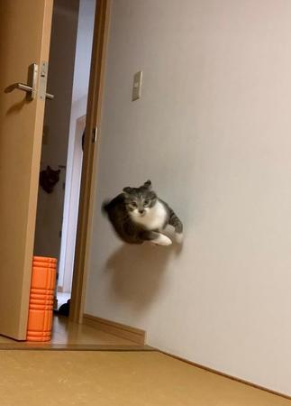 忍者のように壁を走り抜ける猫の写真がtwitter上で話題を呼んだ（提供写真）