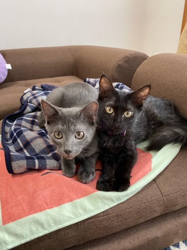 ケイくん（左）とアイちゃんが家に来てすぐのころ