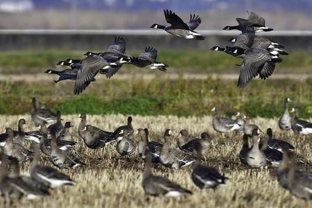 伊豆沼周辺を飛ぶ北からの美しい渡り鳥シジュウカラガンの群れ（trogon/stock.adobe.com）