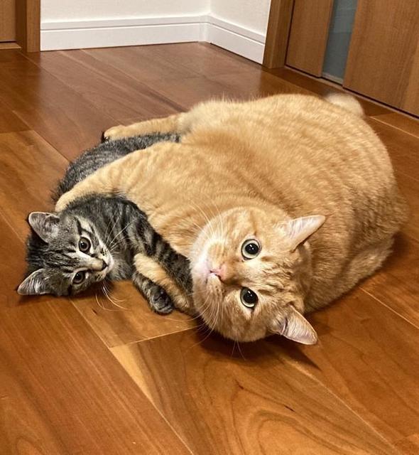 抱き合う猫たちの姿にキュン〓　「とろけてしまう」「頭からバクって食べたい」「圧倒的な体格差」