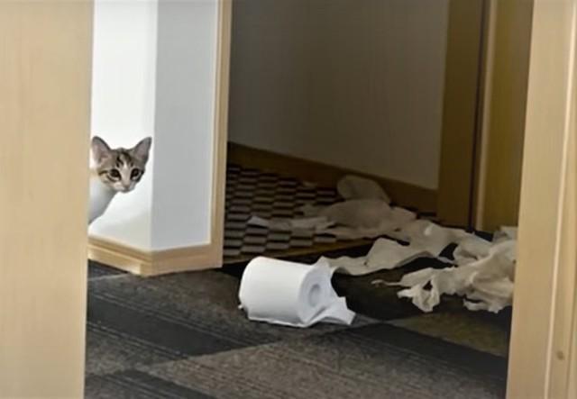 「私がやりました」壁際から顔を出して子猫が自首！？ 散らばるトイレ紙に「ひょっこり犯」
