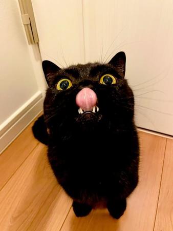 お目めをまん丸にしながらペロリンする黒猫ちゃんの姿がTwitter上で話題を集めた。変顔？（提供写真）