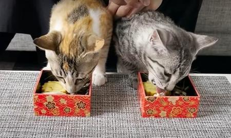 子猫たちのために作ったミニおせち料理を紹介する動画がtwitter上で話題を集めた（「ととまるとはんみ」さん提供、YouTubeよりキャプチャ撮影）