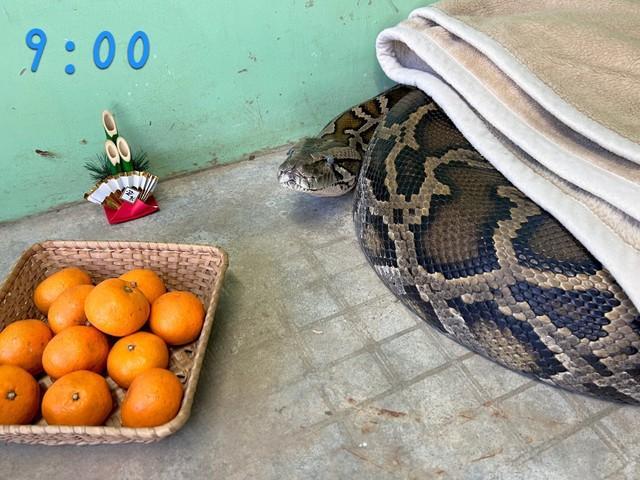 毛布にくるまるビルマニシキヘビ。これは一体…（提供画像）