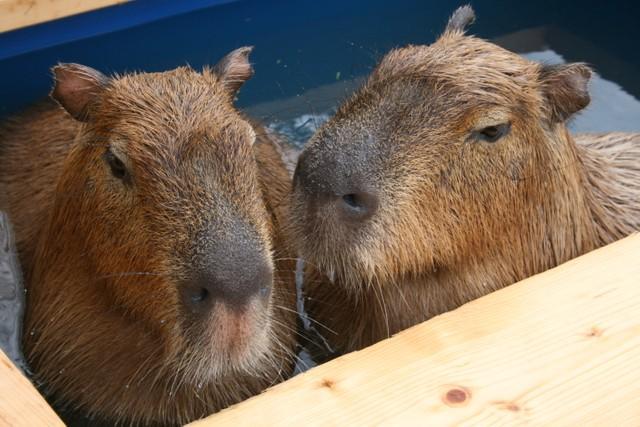 気持ちよさそう～（山口大学共同獣医学部実験動物学木村透教授提供）