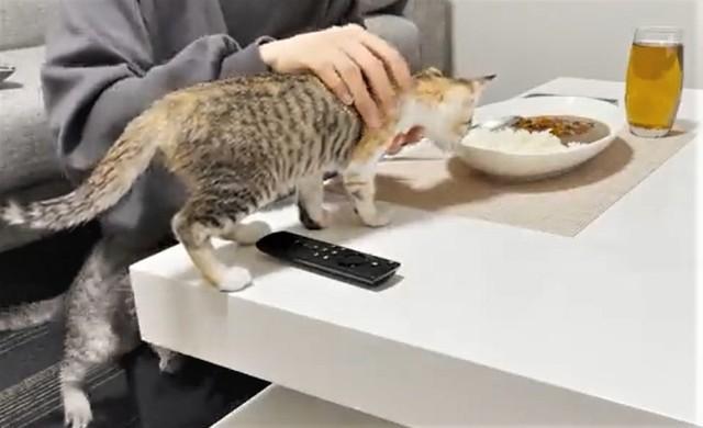 「次から次と…無限ループ」下ろしても下ろしても子猫がテーブルに登ってきて、カレーが食べられない！