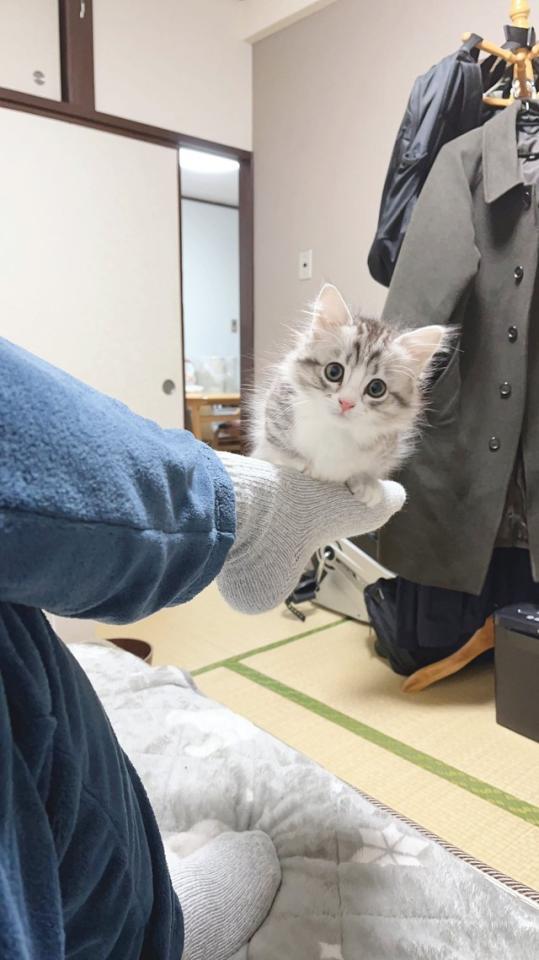 飼い主さんのつま先に乗っかる子猫ちゃんの写真が「可愛すぎる」とtwitter上で話題に（提供写真）