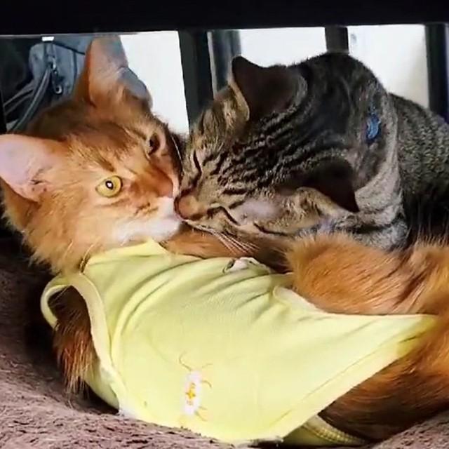 え、付き合ってんの？猫さんたちの仲良しっぷりが話題…「不意にキス、、、ずるいっ」「ラブラブだね」