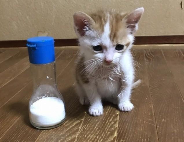 保護したときの雨緒ちゃんは手のひらに乗る大きさで、とても弱々しかったです